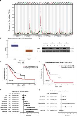 QKI-6 Suppresses Cell Proliferation, Migration, and EMT in Non-Small Cell Lung Cancer